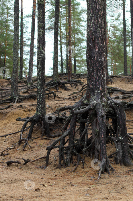Скачать Корни дерева фотосток Ozero