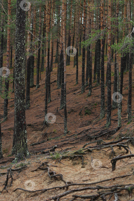 Скачать Сосна фотосток Ozero