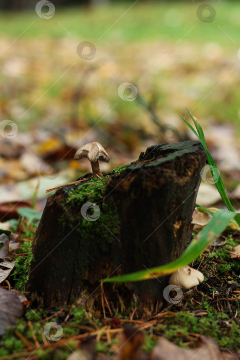 Скачать Гриб на пеньке фотосток Ozero
