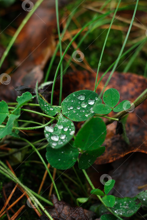 Скачать клевер фотосток Ozero