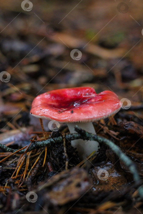 Скачать Гриб фотосток Ozero