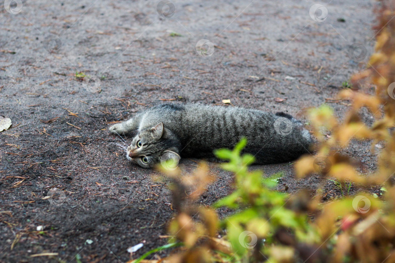 Скачать Кот фотосток Ozero