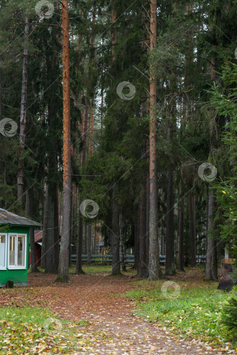 Скачать Тропинка фотосток Ozero