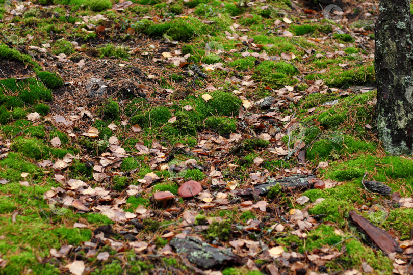 Скачать Грибы на ковре из мха фотосток Ozero