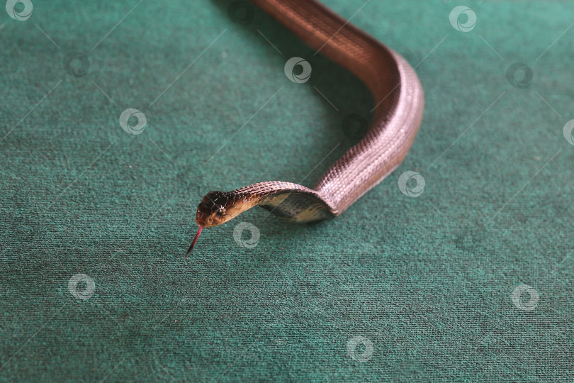 Скачать Крупный план королевской кобры с раскрытым капюшоном на полу в комнате, Таиланд фотосток Ozero