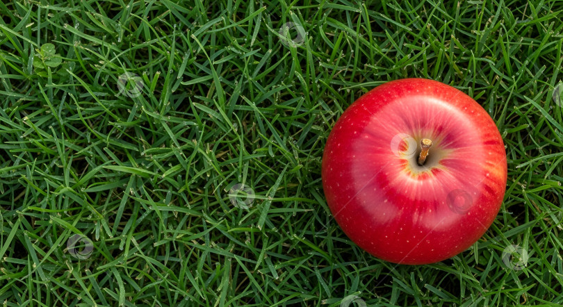 Скачать Спелое красное яблоко лежит в зеленой траве фотосток Ozero