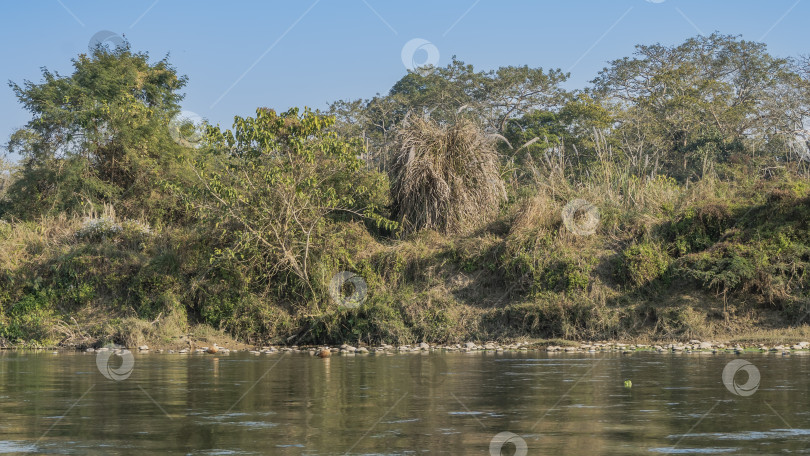Скачать Дикая природа. На берегу реки растут заросли травы и кустарника. фотосток Ozero
