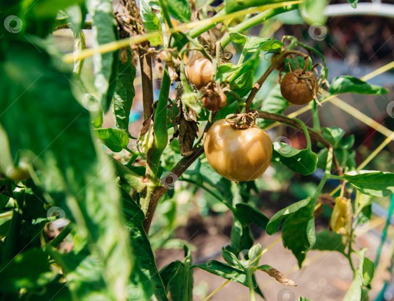 Скачать Зеленый куст помидоров в саду. Незрелые плоды загнивают и темнеют от фитофторы. Уход за растениями. фотосток Ozero