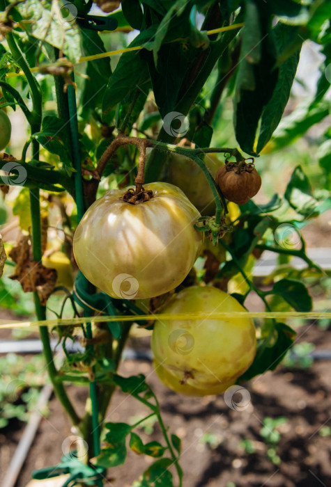 Скачать Зеленый куст помидоров в саду. Незрелые плоды загнивают и темнеют от фитофторы. Уход за растениями. фотосток Ozero
