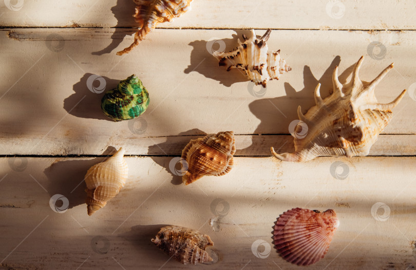 Скачать Композиция из ракушек в тени на фоне белого дерева в деревенском стиле, демонстрирующая прибрежные элементы и летнюю атмосферу. фотосток Ozero