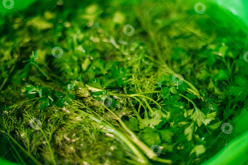 Скачать Свежей петрушки и укропа развести в стакане воды. Перед употреблением зелень замочить и промыть. фотосток Ozero