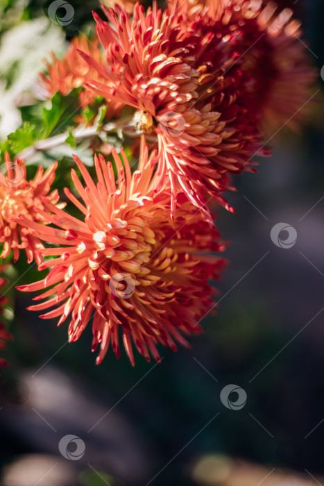 Скачать Бордовые цветы хризантемы в саду. Контрастный солнечный свет. Крупный план. Красота в природе. Текстура и фон. фотосток Ozero