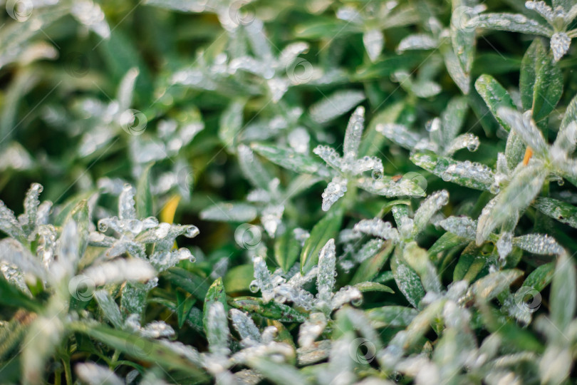 Скачать Красивый фон из сочных зеленых листьев, покрытых инеем. Естественная текстура. Абстрактный фон. Осенняя картинка. фотосток Ozero
