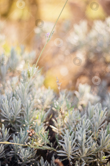 Скачать Куст лаванды. Пышный куст без цветов. Производство эфирного масла. фотосток Ozero