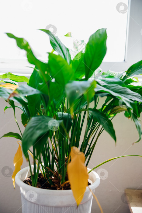 Скачать Болезни комнатных растений. Любимый цветок спатифиллум, увядающий в горшке на столе. фотосток Ozero