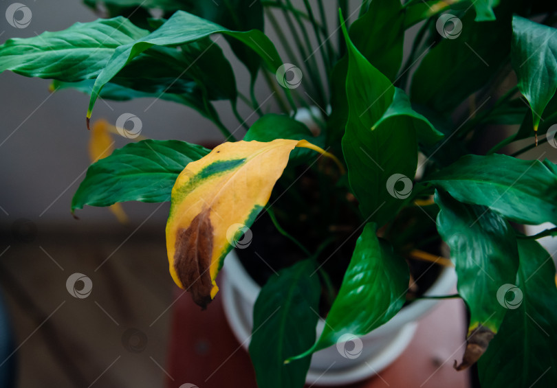 Скачать Болезни комнатных растений. Любимый цветок спатифиллум, увядающий в горшке на столе. фотосток Ozero