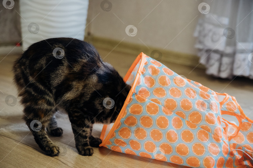 Скачать Милый серый кот играет со своими игрушками в кошачьем туннеле. Кошачьи игры, охота. фотосток Ozero