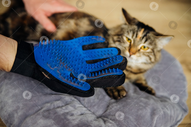 Скачать Перчатка для расчесывания шерсти. На поверхности перчатки кошачья шерсть. Массажный аксессуар для животных. фотосток Ozero