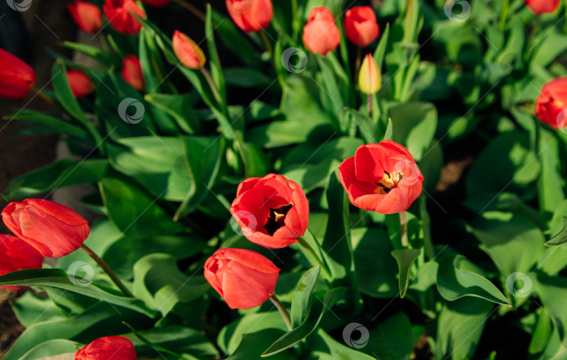 Скачать Красивые тюльпаны на клумбе в саду. Распускающиеся бутоны весенних цветов. Красота - в природе. фотосток Ozero