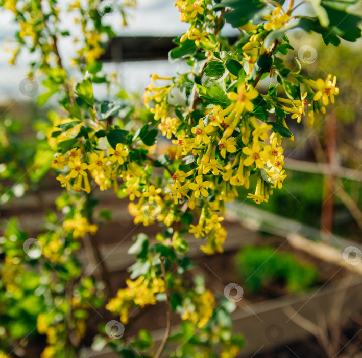 Скачать Куст черной смородины во время цветения. Декоративный кустарник с желтыми соцветиями, ароматный, с зелеными листьями. фотосток Ozero