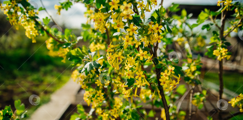 Скачать Куст черной смородины во время цветения. Декоративный кустарник с желтыми соцветиями, ароматный, с зелеными листьями. фотосток Ozero