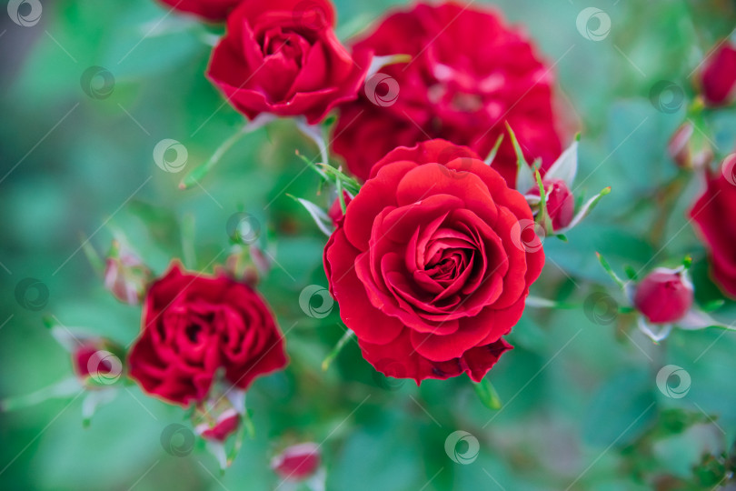 Скачать Роза Pink garden на кусте в летнем саду. Сочная яркая зелень, размытый фон. Красота в природе. Распускающийся цветок. фотосток Ozero