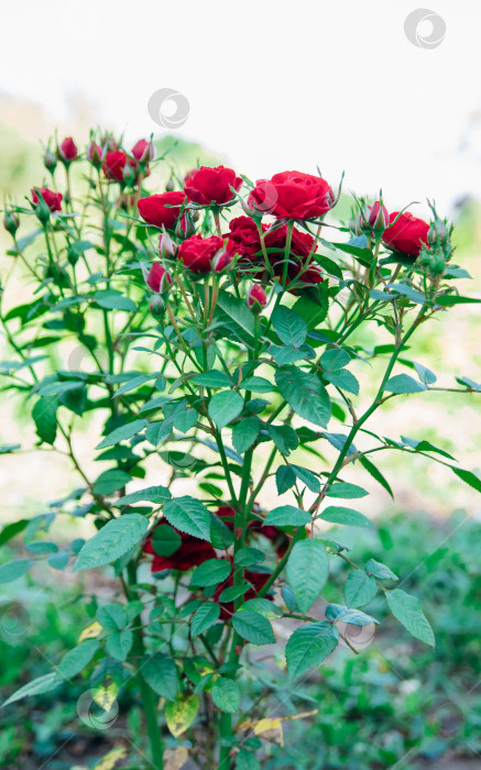 Скачать Роза Pink garden на кусте в летнем саду. Сочная яркая зелень, размытый фон. Красота в природе. Распускающийся цветок. фотосток Ozero