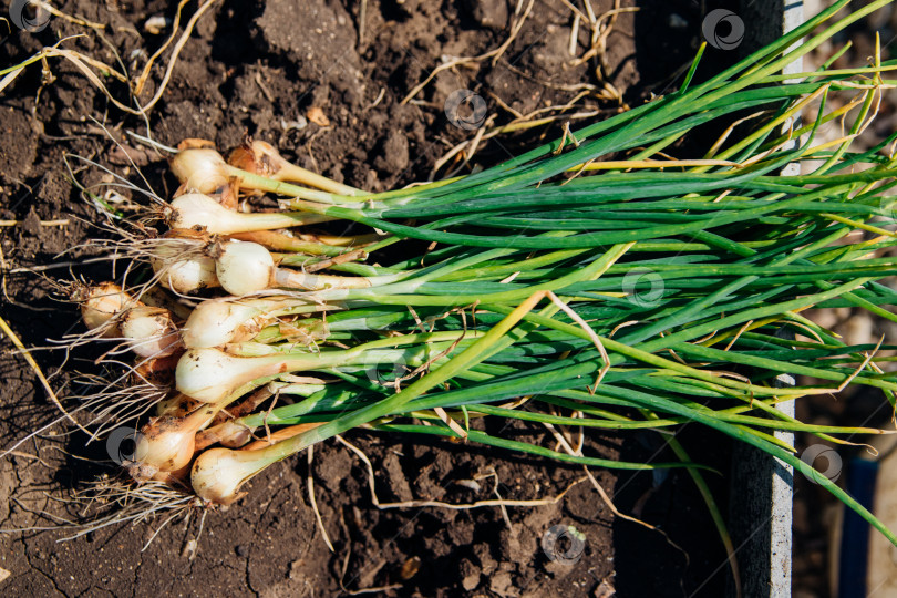 Скачать Свежесобранный лук с зелеными листьями и маленькая луковица на грядке. Сбор урожая. фотосток Ozero