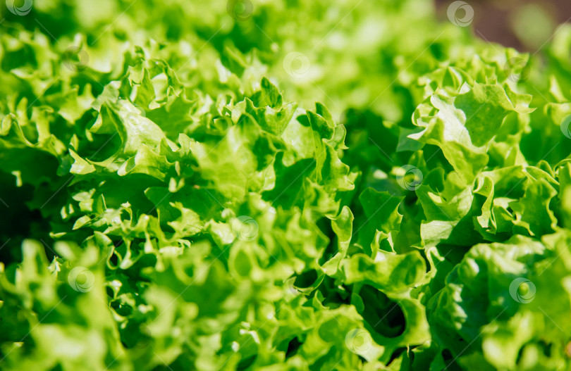 Скачать Листья зеленого салата в саду. Естественный фон и текстура. Органическая ферма. Здоровое питание. Продукты, богатые витаминами. Сельскохозяйственная промышленность. фотосток Ozero