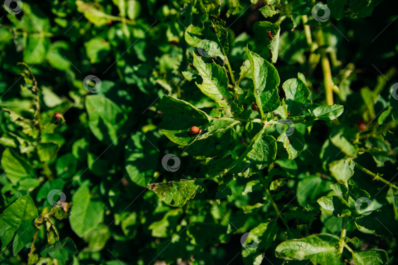 Скачать Колорадский жук - Leptinotarsa decemlineata на кустах картофеля. Вредитель растений и сельского хозяйства. Обработка пестицидами. Насекомые-вредители, которые повреждают растения. фотосток Ozero