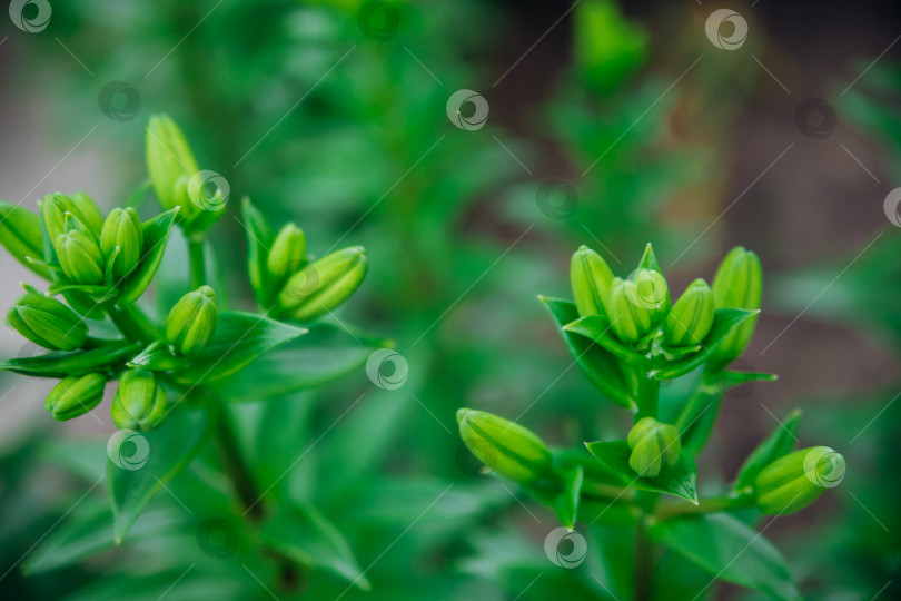 Скачать Зеленые листья лилий в саду. Нераскрывшиеся цветы на клумбах. Узкие листья лилий с каплями дождя. Садоводство. фотосток Ozero