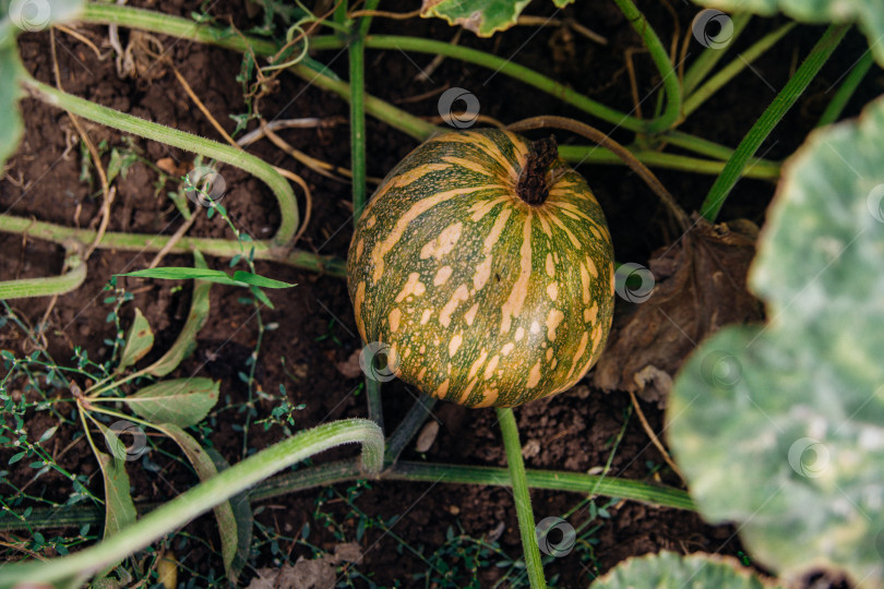 Скачать Выращивание тыквы или патиссонов в саду. Концепция здорового питания для сбора урожая. фотосток Ozero