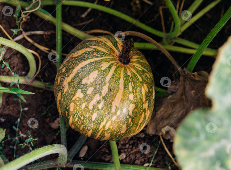 Скачать Выращивание тыквы или патиссонов в саду. Концепция здорового питания для сбора урожая. фотосток Ozero