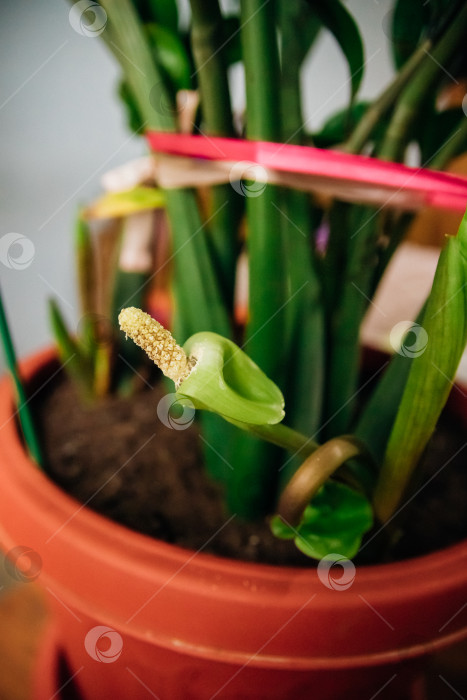 Скачать Цветок замиокулькас крупным планом. Цветок долларового дерева, растущий из стеблей. Символ удачи. фотосток Ozero