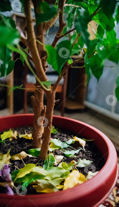 Скачать Желтые опавшие листья комнатного растения фикус Бенджамина. Уход за растением. фотосток Ozero