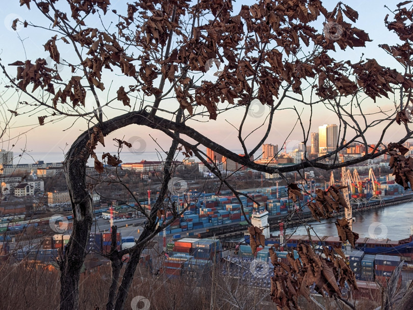 Скачать Владивосток 23 февраля 2026 года: Изогнутое дерево на фоне дальнего городского пейзажа зимой фотосток Ozero