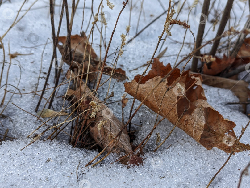 Скачать Опавшие листья дуба на снегу фотосток Ozero
