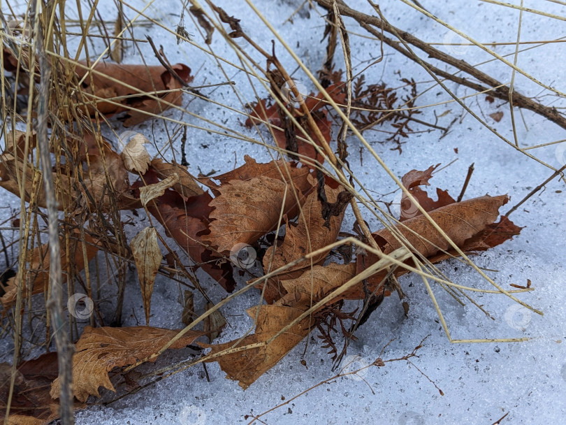 Скачать Дубовые опавшие листья на снегу фотосток Ozero