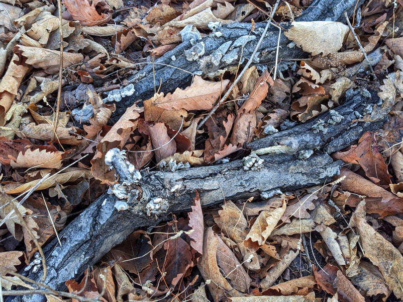 Скачать Сухие листья и ветки дуба на земле фотосток Ozero