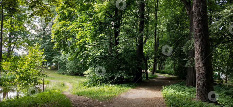 Скачать Лесная тропинка у берега пруда фотосток Ozero