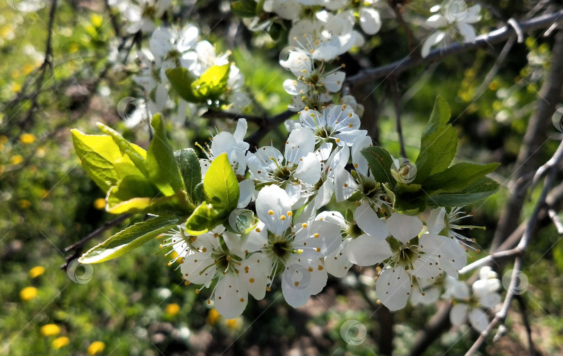 Скачать Белоснежные цветы плодового дерева крупным планом фотосток Ozero