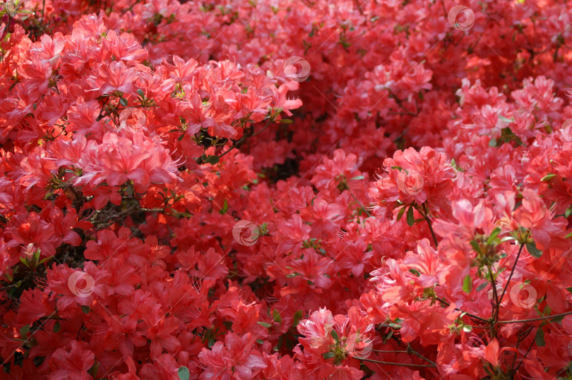 Скачать Цветущий кустарник рододендрона крупным планом фотосток Ozero