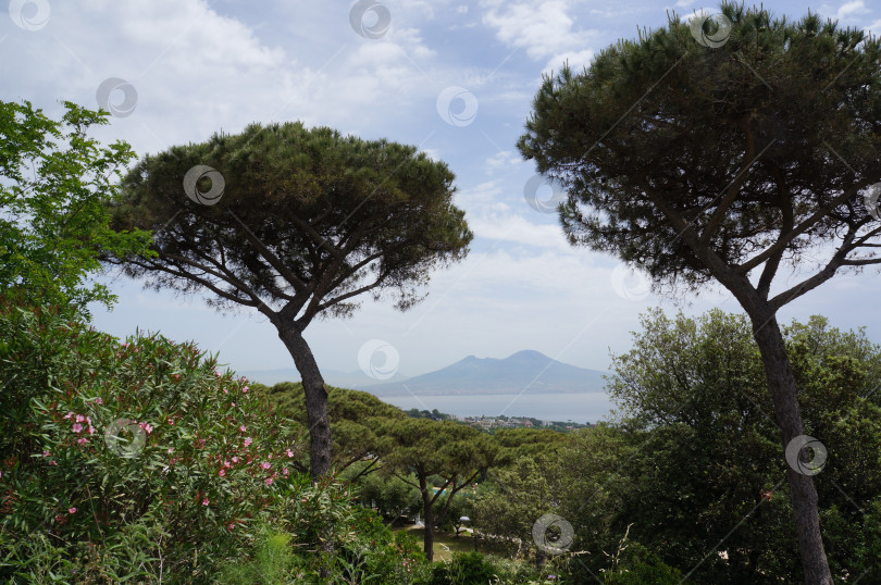 Скачать Итальянский пейзаж: гора Везувий и средиземноморские сосны, Неаполь, Италия, май 2013 г. фотосток Ozero