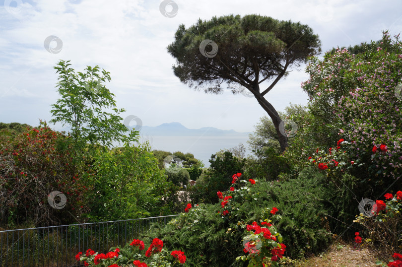 Скачать Цветущий сад с видом на Неаполитанский залив фотосток Ozero