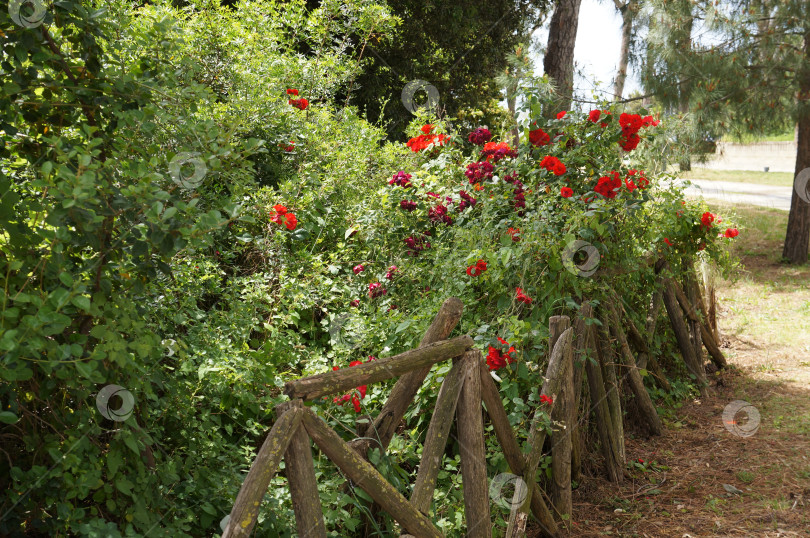 Скачать Живописная изгородь в итальянском стиле фотосток Ozero