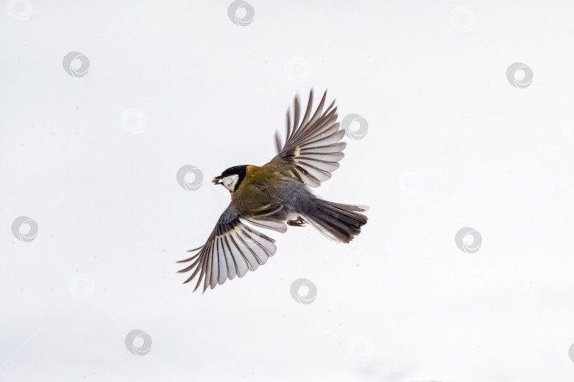 Скачать Синица с семечком в клюве летит над заснеженным полем. фотосток Ozero