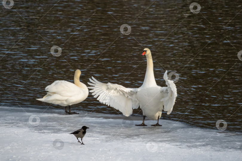 Скачать Живая забавная сцена дикой природы с лебедями. фотосток Ozero