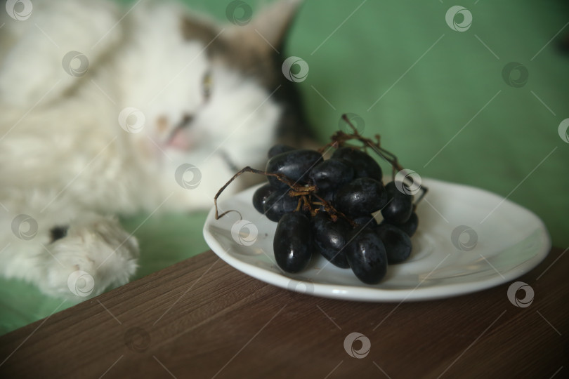Скачать Милый кот играет с черным виноградом фотосток Ozero
