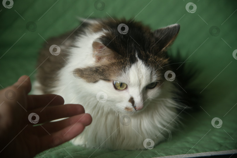 Скачать Черно-белый домашний кот и рука человека фотосток Ozero