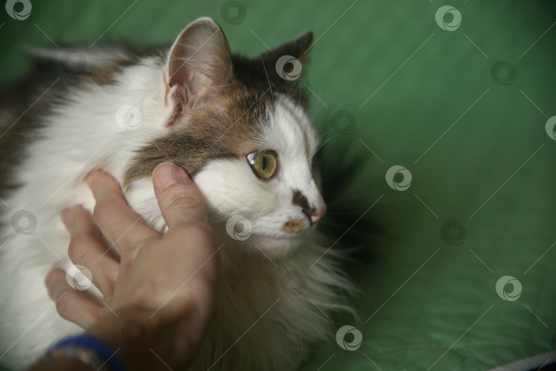 Скачать Черно-белый домашний кот и рука человека фотосток Ozero
